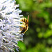 20230719 2522CP~V [D~LIP] Kugeldistel, Gelbbindige Furchenbiene (Halictus scabiosae), Bad Salzuflen