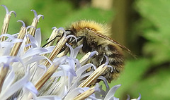 20240705 0431CPw [D~LIP] Kugeldistel, Ackerhummel (Bombus pascuorum), BS