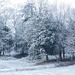 Hiver au Parc du bosquet (26)*********