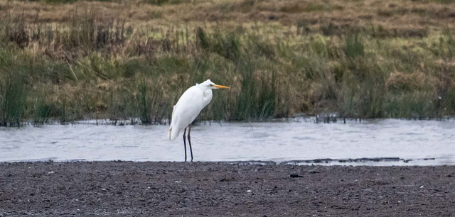 Great white egret