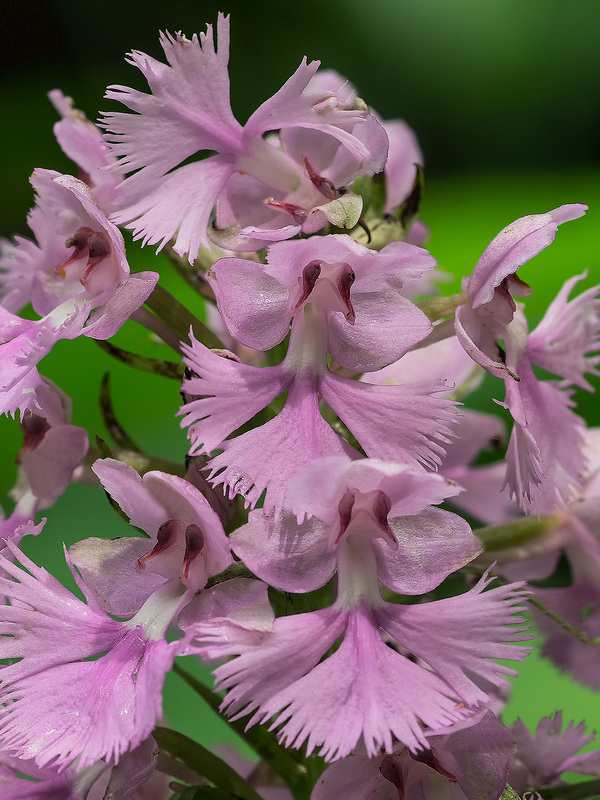 Platanthera grandiflora (Large Purple Fringed orchid)