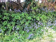 The bluebells are growing amongst the lilac trees