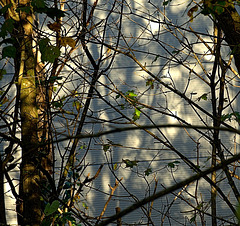 Trees. Shadows on the wall