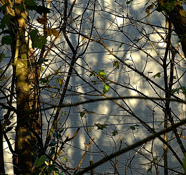 Trees. Shadows on the wall