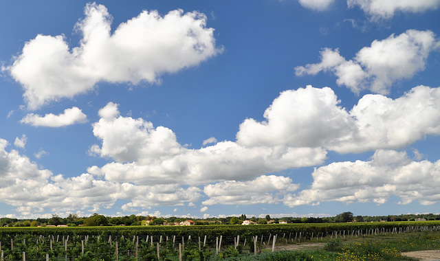 Cycling from Bordeaux Vineyards to the Atlantic Coast/ Saint-Sauveur