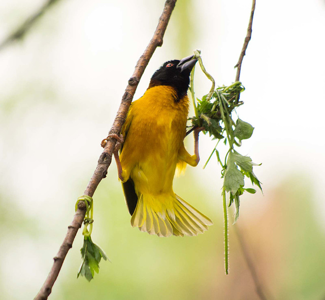 Village weaver bird