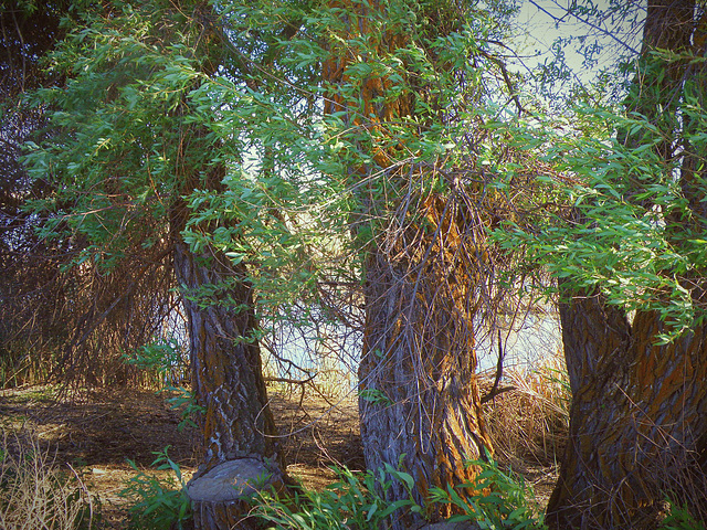 Klamath Wildlife Refuge