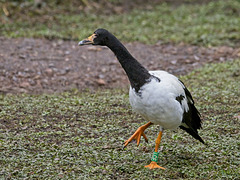 Dancing Magpie Goose