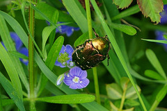 Goldglänzender Rosenkäfer