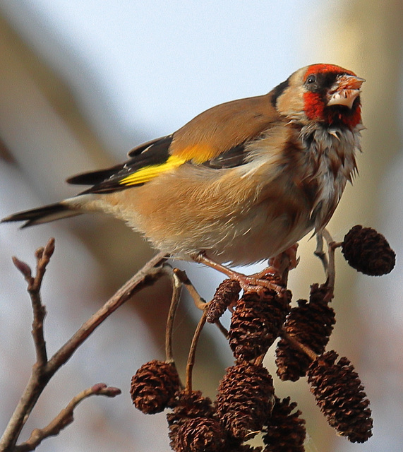 EOS 90D Peter Harriman 13 58 05 04075 goldfinch dpp