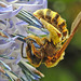 20230719 2523CPw [D~LIP] Kugeldistel, Gelbbindige Furchenbiene (Halictus scabiosae), Bad Salzuflen