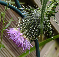 20240705 0433CPw [D~LIP] Kratzdistel (Cirsium vulgare), BS