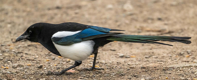 Magpie