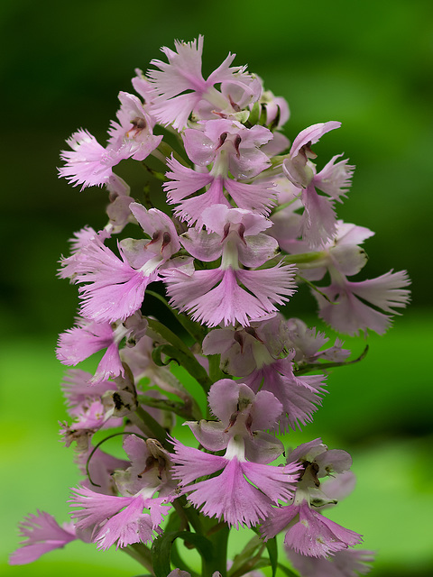 Platanthera grandiflora (Large Purple Fringed orchid)