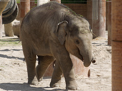 Elephant, 2