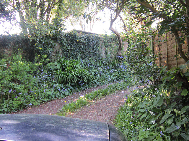 Going round the corner shows the bluebells are everywhere