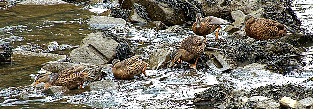 Muddy Duck Parade!!