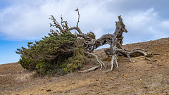 El Sabinar - 1