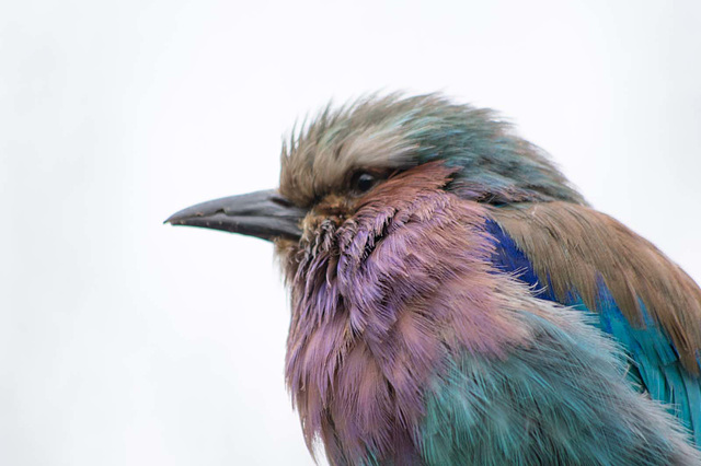 Violet chested roller bird (1)