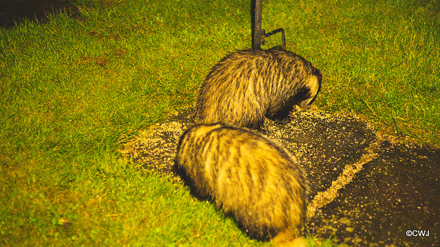 Badgers late night snacking under the bird feeders