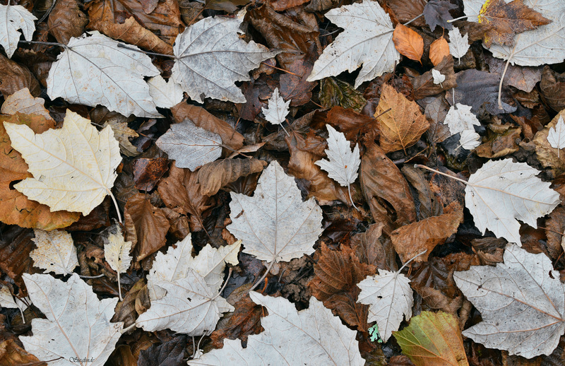 Foresta in autunno