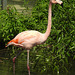 20210729 2267CPw [D~OS] Chile-Flamingo, Zoo Osnabrück
