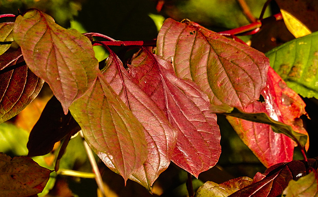 20221113 2037CPw [D~LIP] Apfelbeere (Aronia prunufolia 'Viking'), Bad Salzuflen