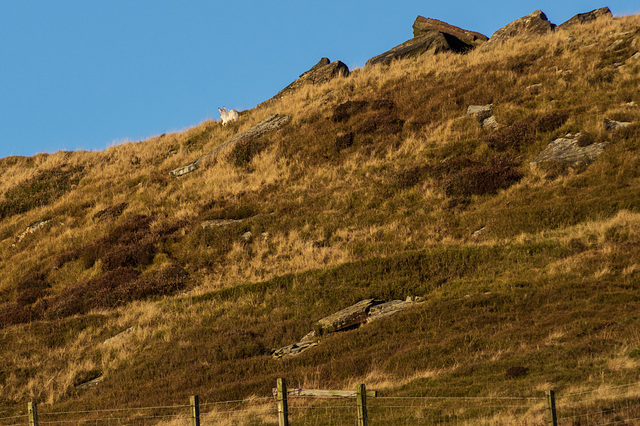 Mountain Hare distant