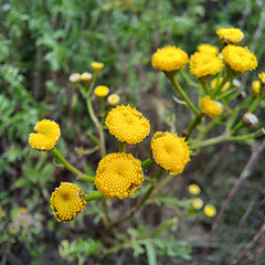 Rainfarn (Tanacetum vulgare L.,[1] Synonym: Chrysanthemum vulgare (L.) Bernh.)