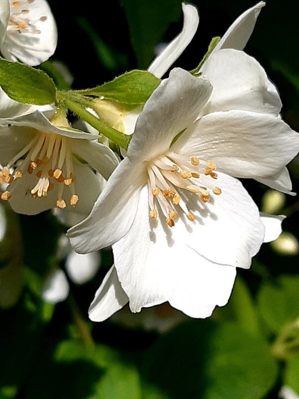 Happy week-end my friends