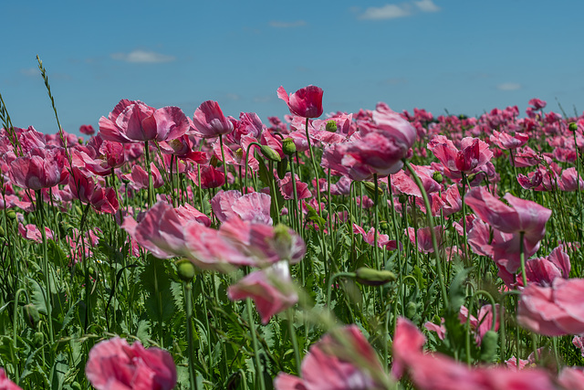 Mohnblüten