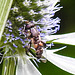 20230719 2524CPw [D~LIP] Flachblättriger Mannstreu (Eryngium planum), Kleine Mistbiene (Syritta pipiens), Bad Salzuflen