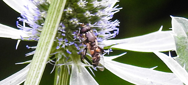 20230719 2524CPw [D~LIP] Flachblättriger Mannstreu (Eryngium planum), Kleine Mistbiene (Syritta pipiens), Bad Salzuflen