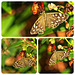 Speckled Wood Butterfly