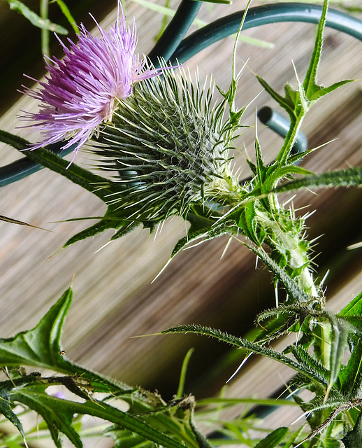 20240705 0434CPw [D~LIP] Kratzdistel (Cirsium vulgare), BS