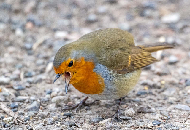 Robin