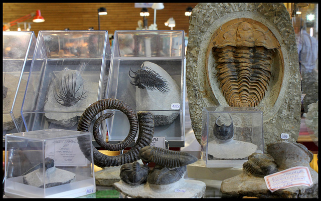 Fossiles -Trilobites