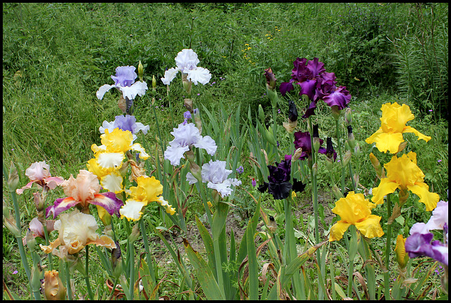 Iris  (4)