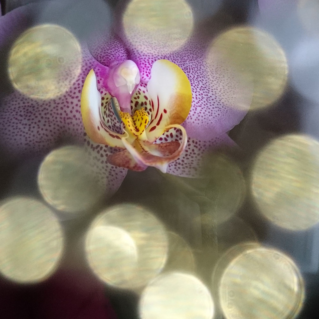 Orchid