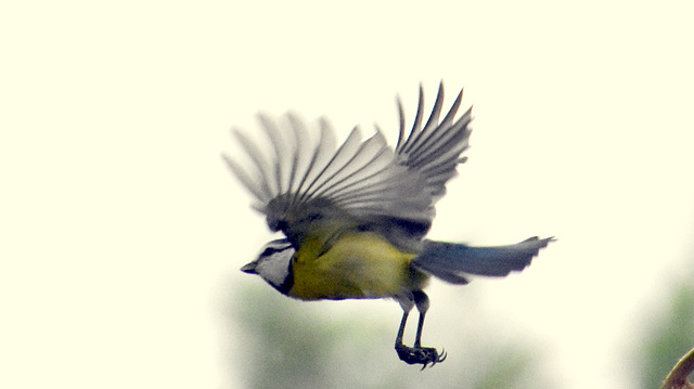 Blaumeise - Gleitflug