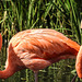 20190911 6242CPw [D~OH] Roter Flamingo (Phoenicopterus ruber), Timmendorfer Strand
