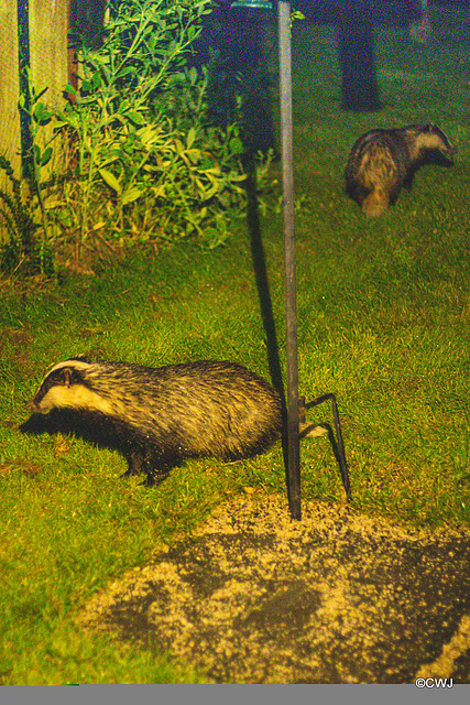 Badgers late night snacking under the bird feeders