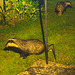 Badgers late night snacking under the bird feeders