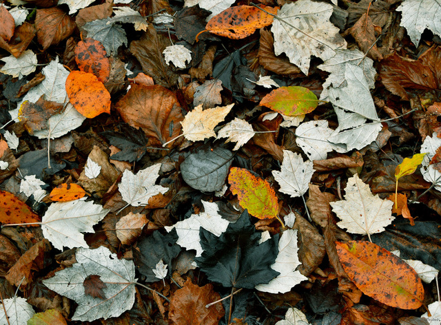 Foresta in autunno