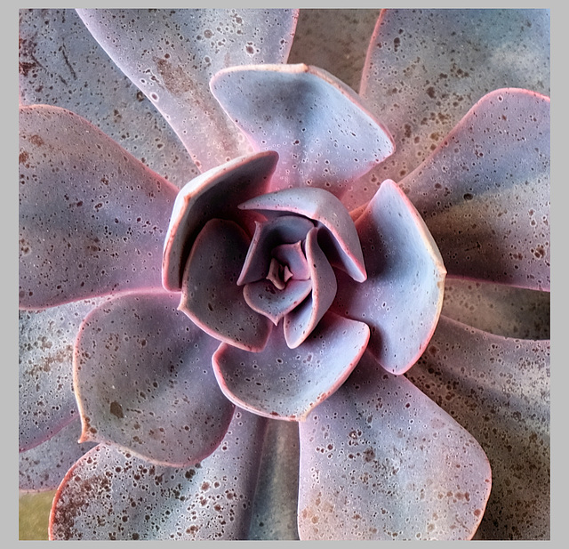 Echeveria