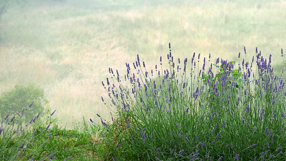 tempo di lavanda