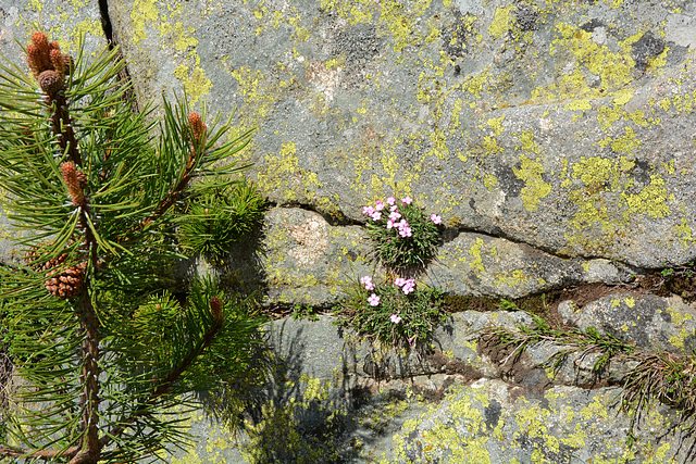 Bulgaria, Pirin Mountains, Pine Tree Branch and Flowers in the Rock