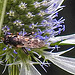 20230719 2526CPw [D~LIP] Flachblättriger Mannstreu (Eryngium planum), Kleine Mistbiene (Syritta pipiens), Bad Salzuflen