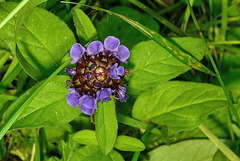 20240707 0440CPw [D~LIP] Braunelle (Prunella vulgaris), BS