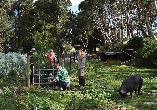 new pig-proof tree fences